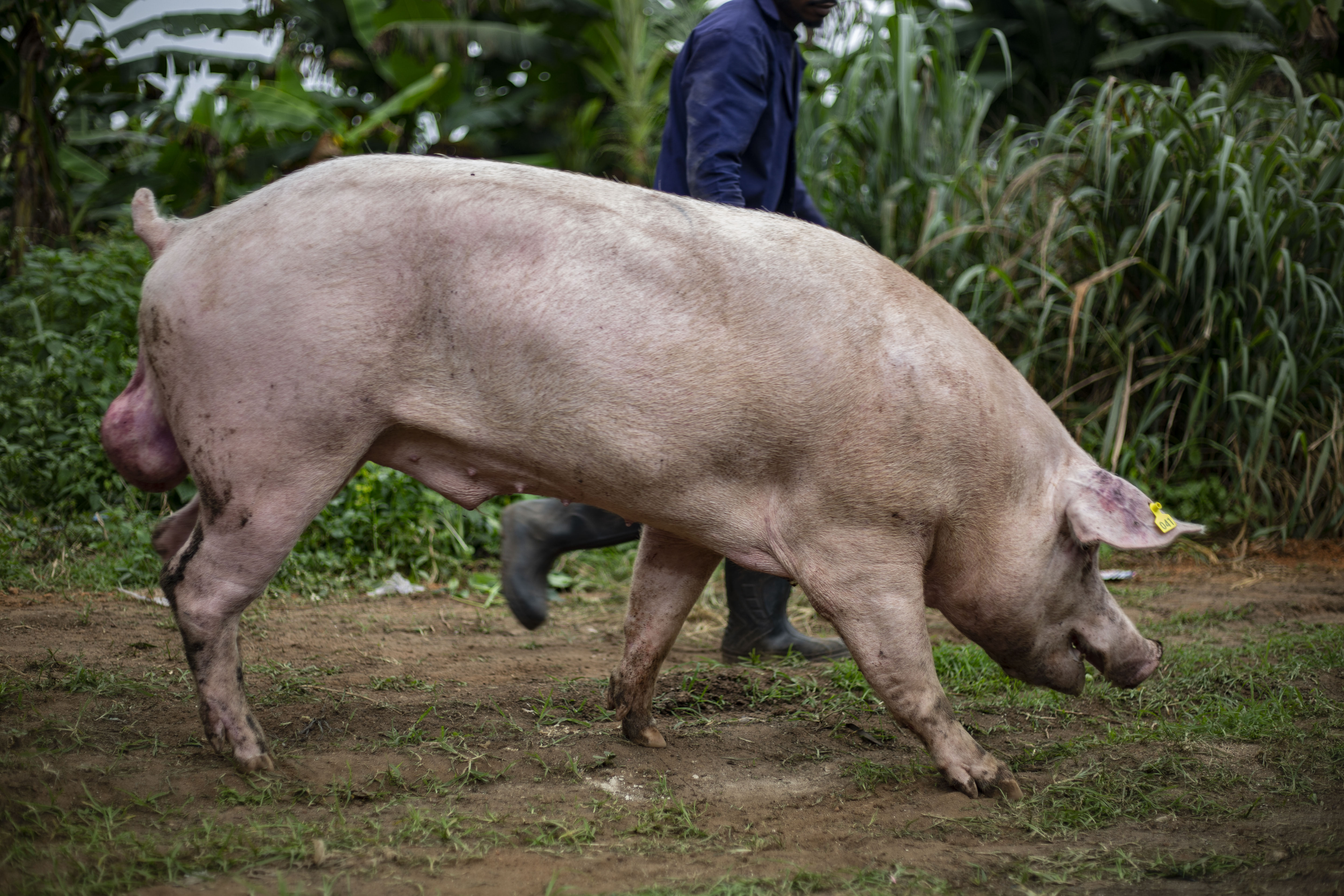 Farm workers and piglets