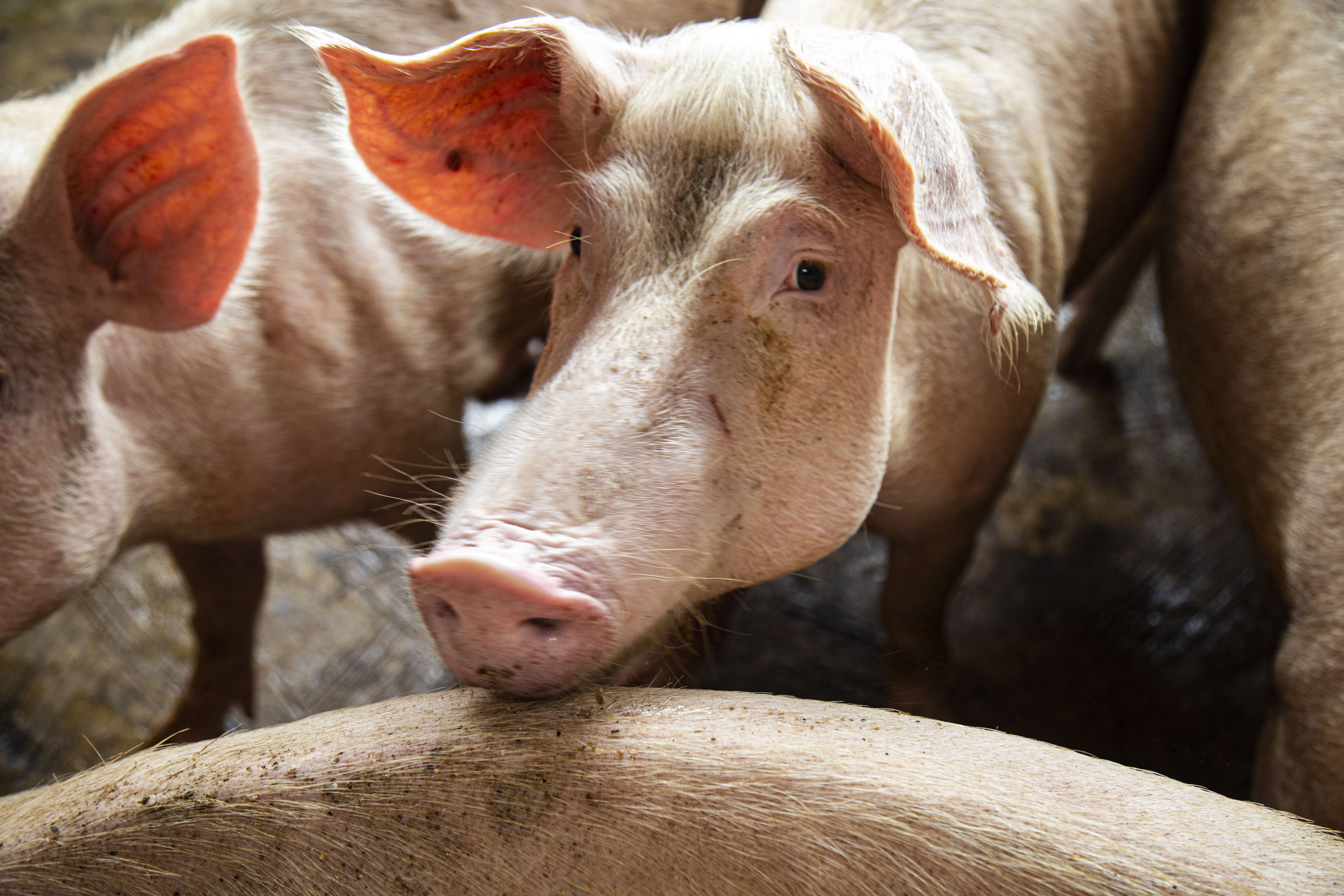 Pig farm