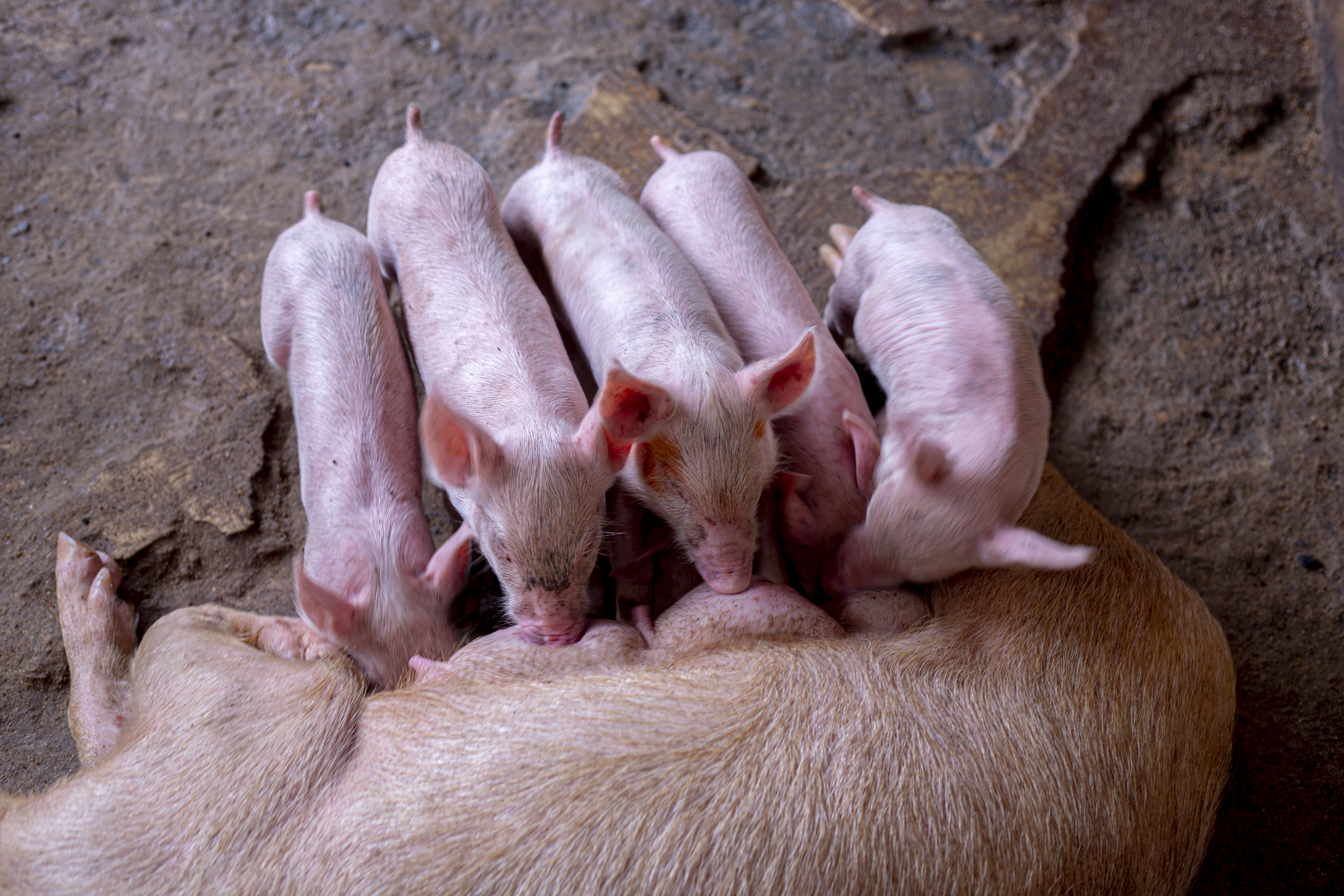 Piglets