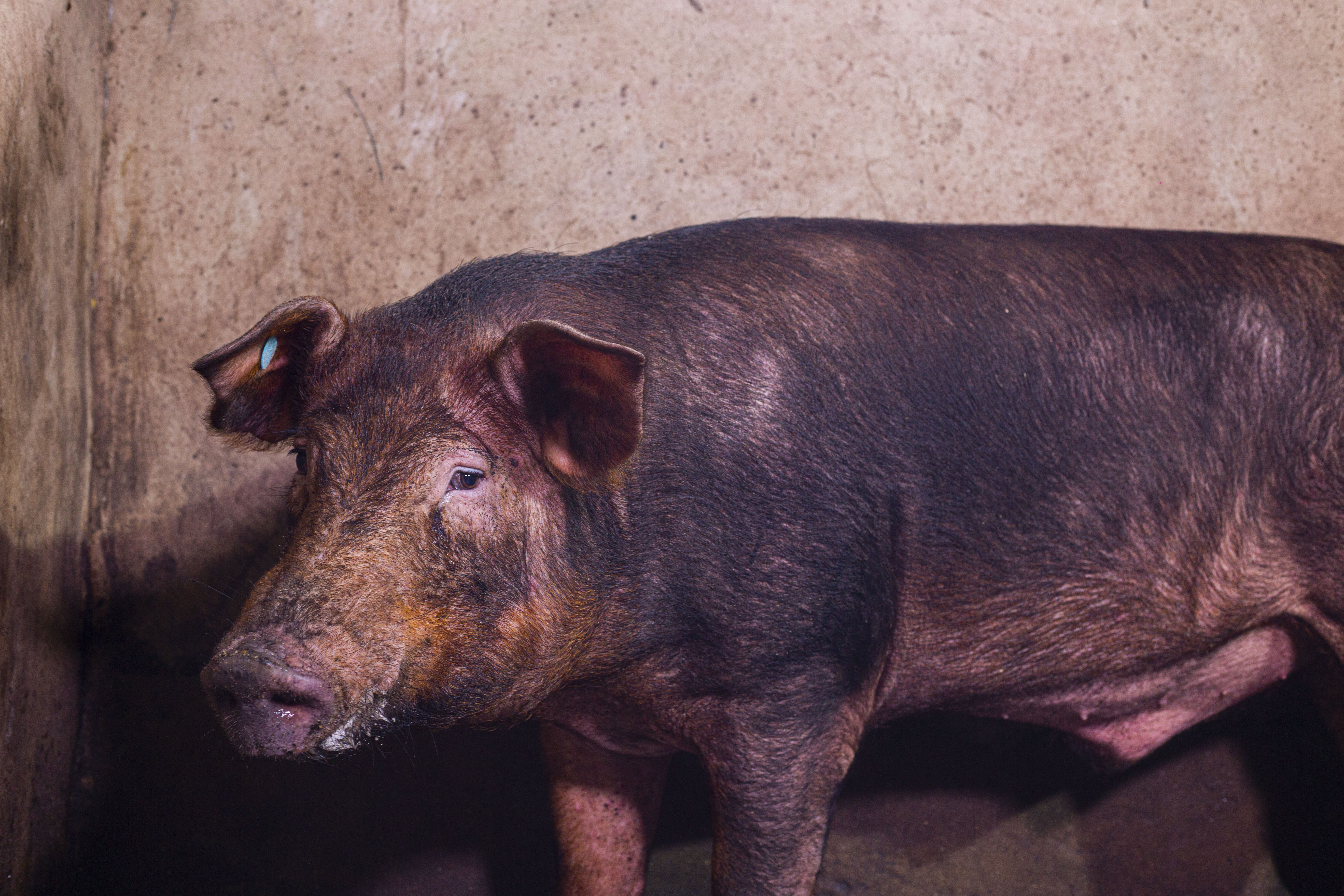 Duroc breed