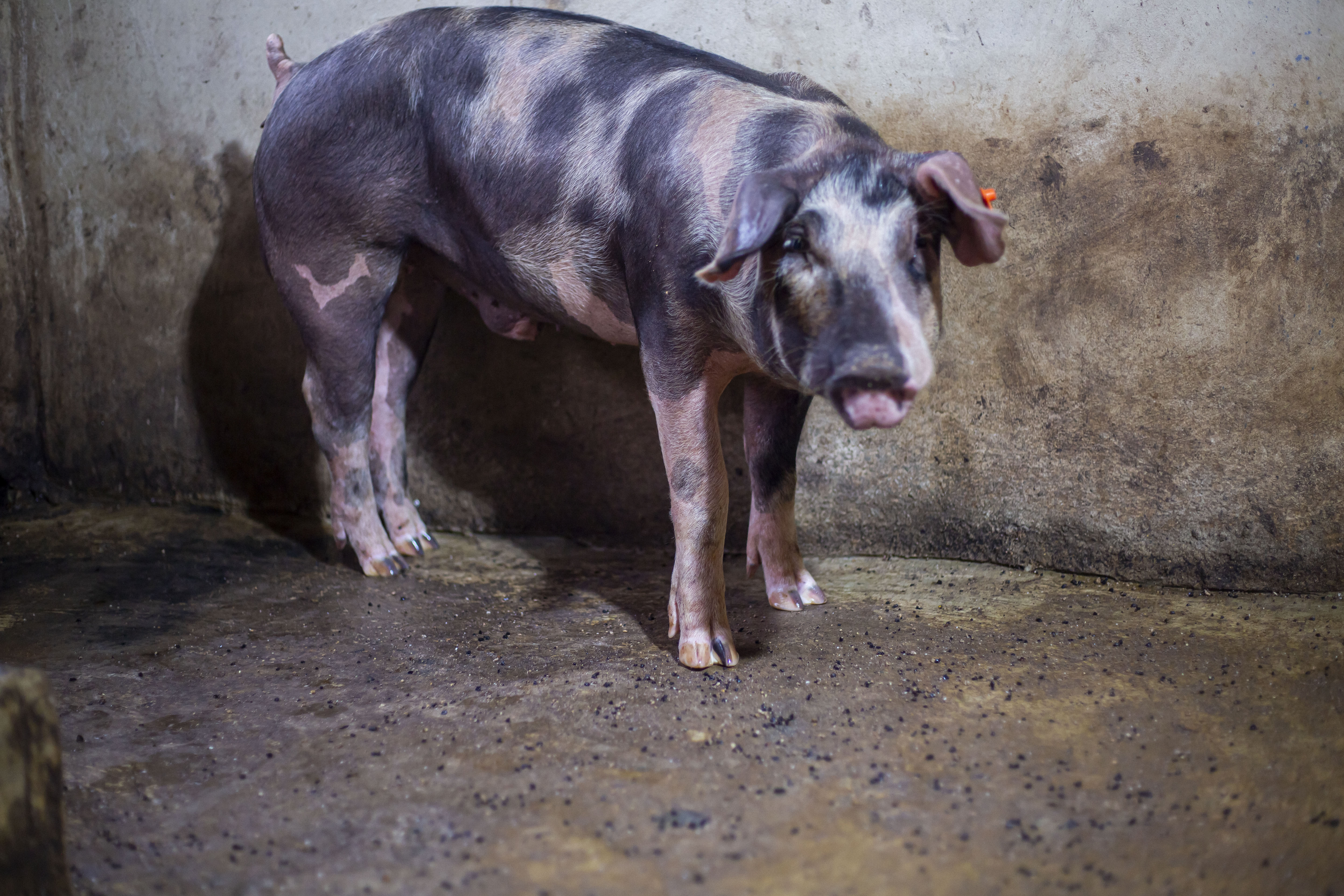 Pig outside